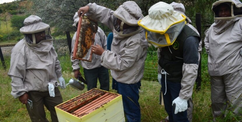 La producción de miel en Tarija se posiciona como un mercado en crecimiento constante.