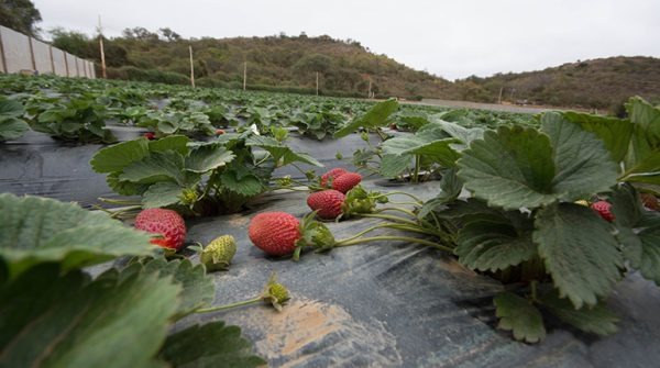 “Alcalde de Tarija impulsa exitoso modelo de reconversión productiva en el área rural”