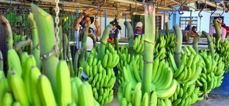 Crisis en el sector agropecuario de Cochabamba: amenazas para la seguridad alimentaria y exportaciones