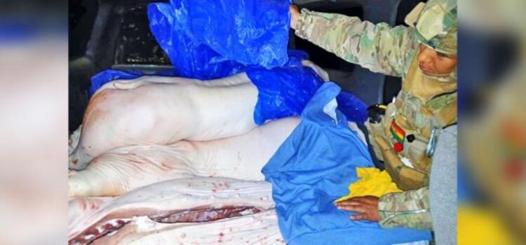 Operativo del CEO logra decomiso de 95.400 kilogramos de carne de contrabando en Bolivia.