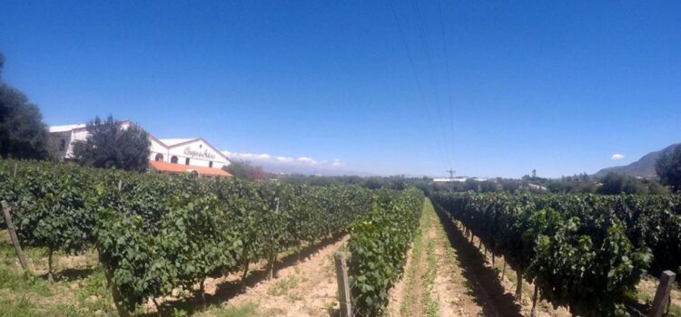 La Ruta del Vino de Tarija: Destino Turístico de Renombre Internacional