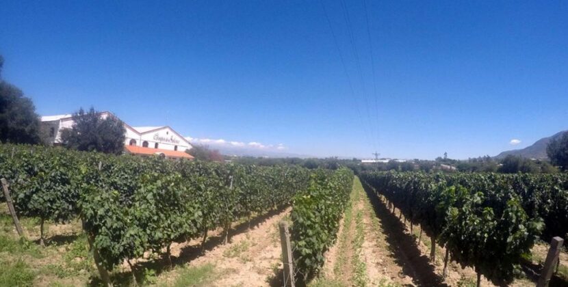 La Ruta del Vino de Tarija: Destino Turístico de Renombre Internacional