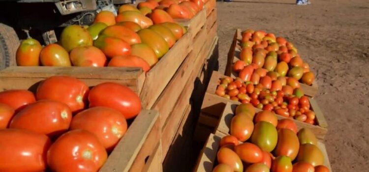 Crisis en la producción de tomate en Tarija debido al contrabando peruano