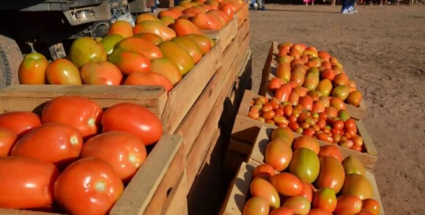 Crisis en la producción de tomate en Tarija debido al contrabando peruano
