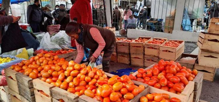 Productores de tomate de Tarija luchan por establecer un precio mínimo de venta