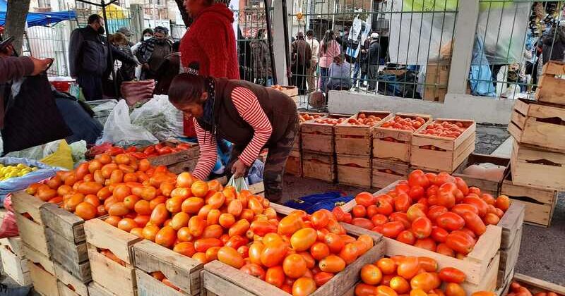 Productores de tomate de Tarija luchan por establecer un precio mínimo de venta