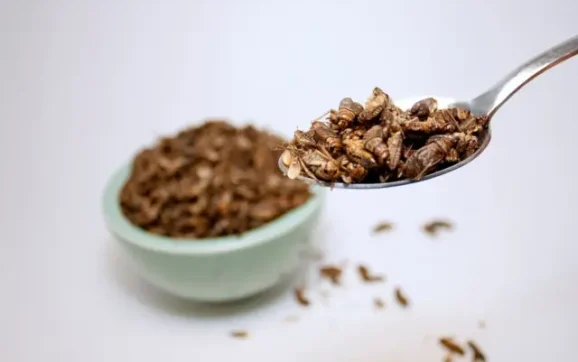 El auge de la entomofagia: ¿Los insectos son el futuro de la alimentación?