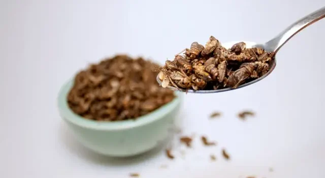 El auge de la entomofagia: ¿Los insectos son el futuro de la alimentación?