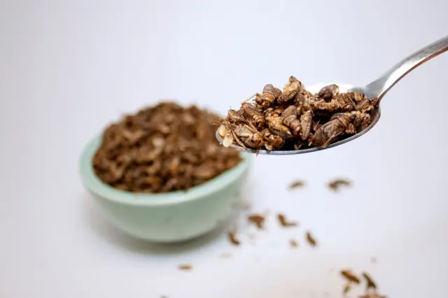 El auge de la entomofagia: ¿Los insectos son el futuro de la alimentación?