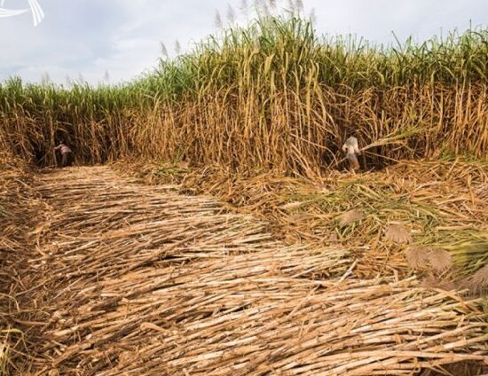 Bermejo inicia zafra azucarera 2025 con optimismo y expectativas de mayor producción