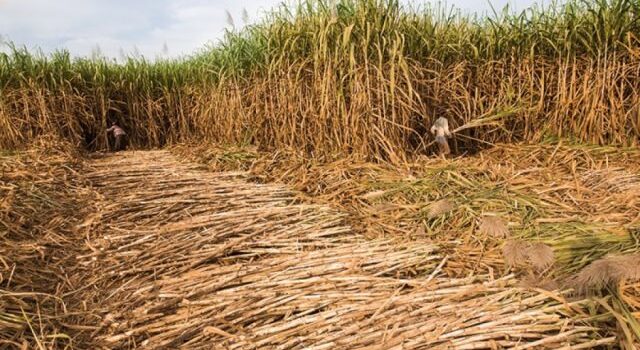 Bermejo inicia zafra azucarera 2025 con optimismo y expectativas de mayor producción