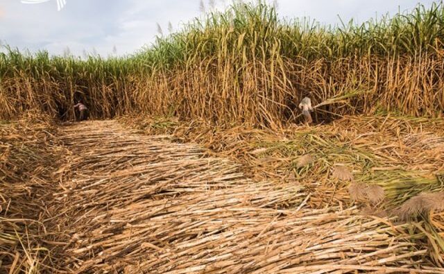 Bermejo inicia zafra azucarera 2025 con optimismo y expectativas de mayor producción