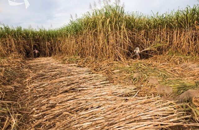 Bermejo inicia zafra azucarera 2025 con optimismo y expectativas de mayor producción