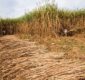 Bermejo inicia zafra azucarera 2025 con optimismo y expectativas de mayor producción