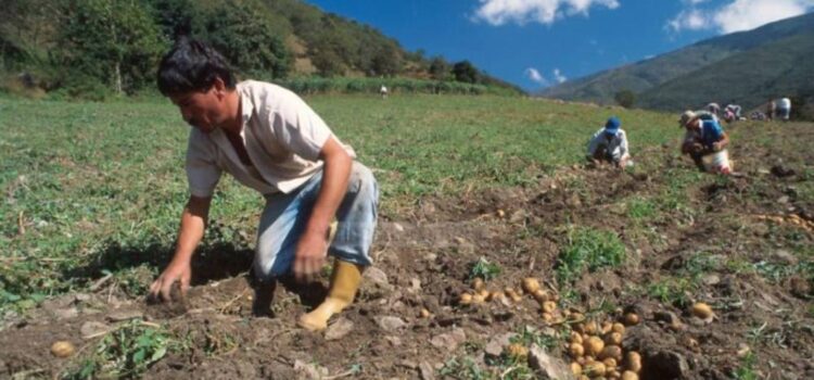 Escasez de combustible amenaza producción agrícola en Tarija según dirigente campesino