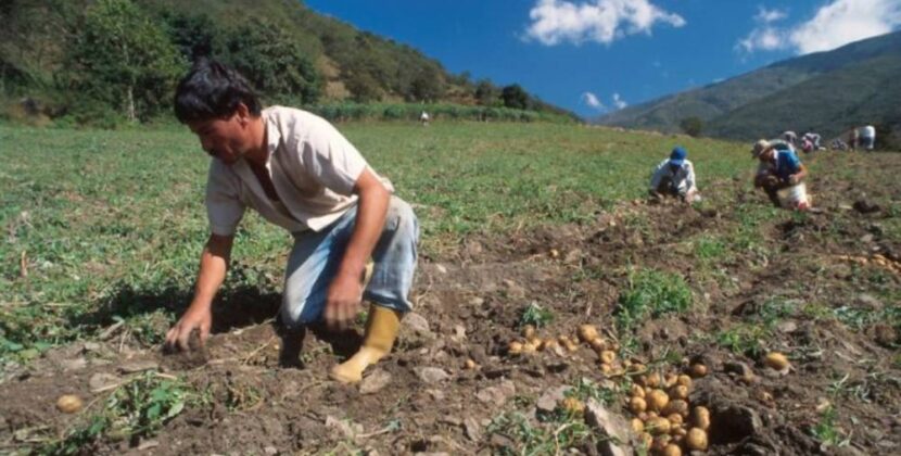 Escasez de combustible amenaza producción agrícola en Tarija según dirigente campesino