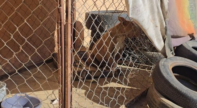 Pitbull arranca oreja a hombre en Tarija incidente impactante alerta ciudadanos