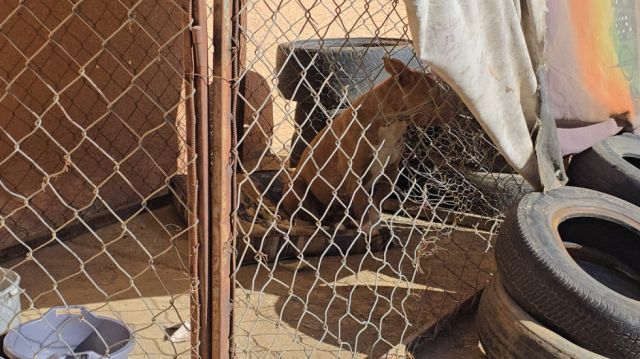 Pitbull arranca oreja a hombre en Tarija incidente impactante alerta ciudadanos
