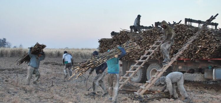 Zafra azucarera en peligro trabajadores esenciales faltan para cosecha vital