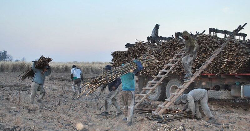 Zafra azucarera en peligro trabajadores esenciales faltan para cosecha vital