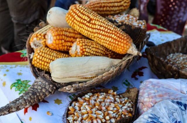 Itaú celebra su Feria del Maíz y Derivados con oportunidades de negocio y desarrollo agrícola