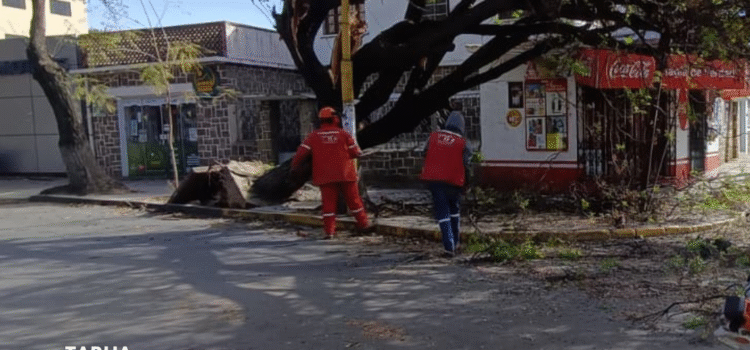 Alcaldía despliega 300 trabajadores para atender daños por fuertes vientos en zonas afectadas