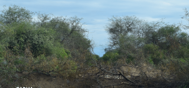 Plataforma Ambiental Denuncia Desmonte Ilegal en La Vertiente Villa Montes