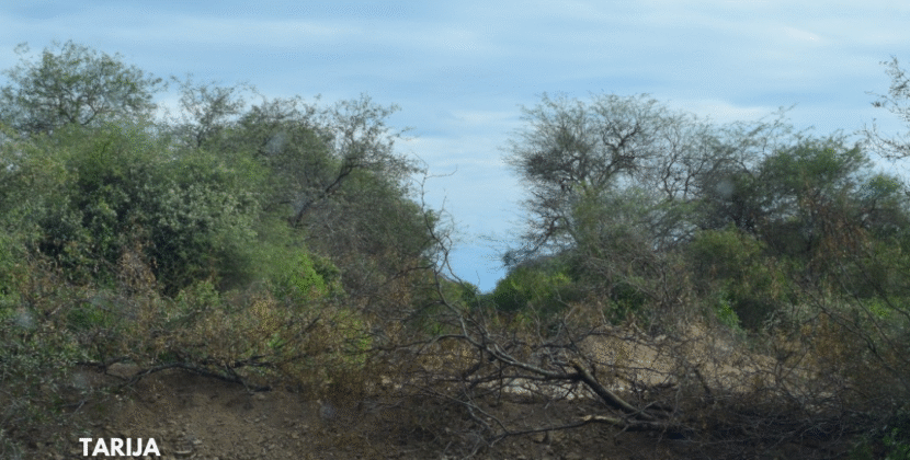 Plataforma Ambiental Denuncia Desmonte Ilegal en La Vertiente Villa Montes