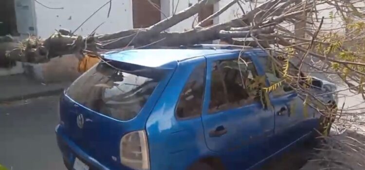 Vientos huracanados provocan apagones y caída de árboles alcaldía decreta alerta naranja