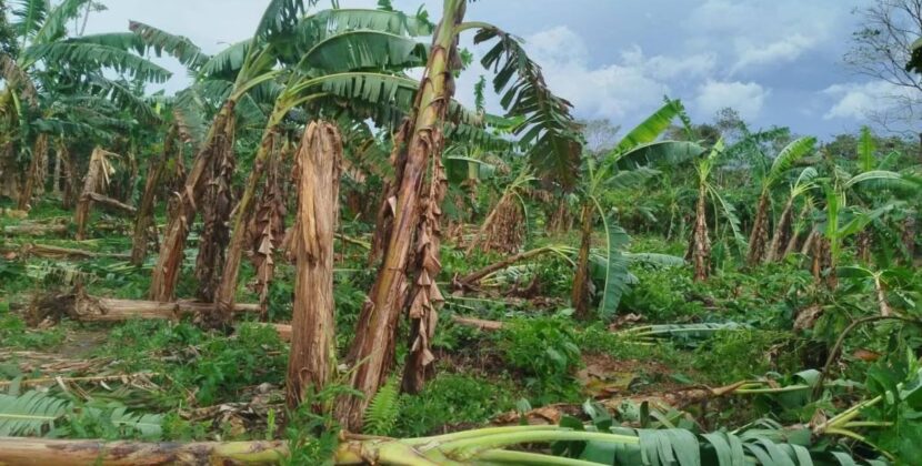 Vientos y Lluvias Intensas Azotan el Trópico Cochabambino Provocando Alertas y Daños
