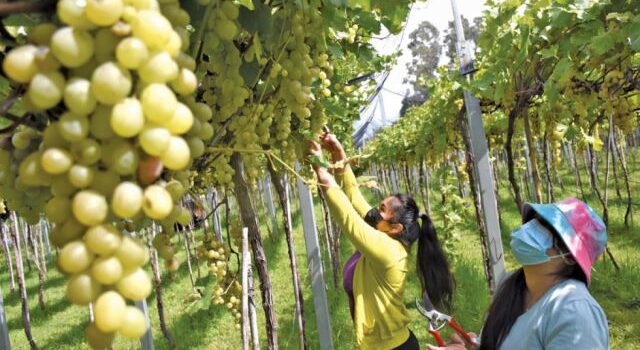 Amplían cultivos de uva Moscatel para potenciar producción de singani boliviano