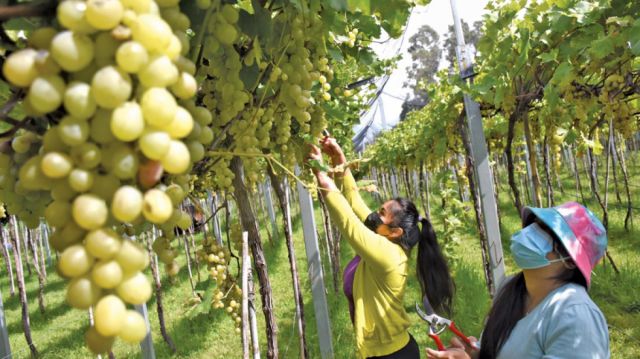 Amplían cultivos de uva Moscatel para potenciar producción de singani boliviano