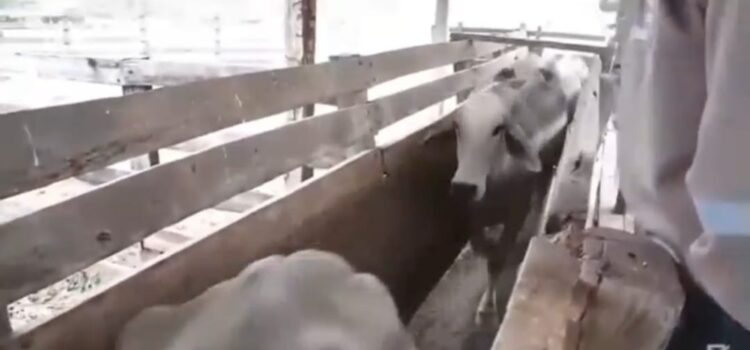 Villa Montes investiga misteriosa muerte masiva de ganado bovino causas bajo lupa