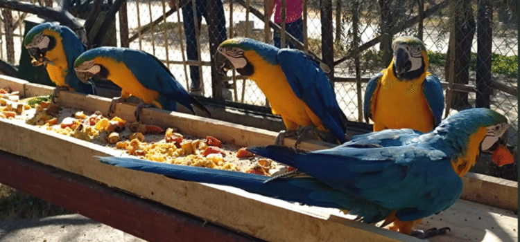 Bioparque Urbano descarta mortalidad animal tras inspecciones exhaustivas