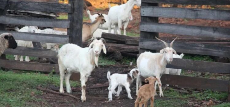 Venganza familiar deja 45 chivos muertos a golpes en Potosí Policía investiga biocidio y busca al agresor