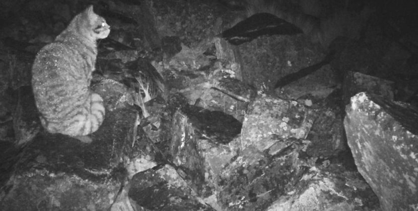 Gato andino en peligro de extinción busca protección urgente en Bolivia su rol espiritual amenaza su supervivencia