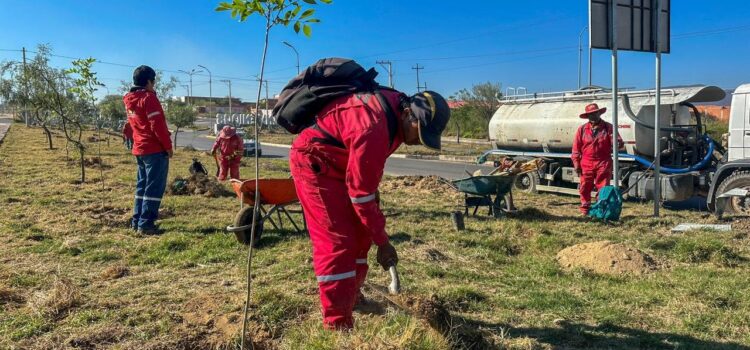 Alcaldía de Tarija impulsa reforestación histórica en la triple vía al Chaco mejorando el entorno y la biodiversidad