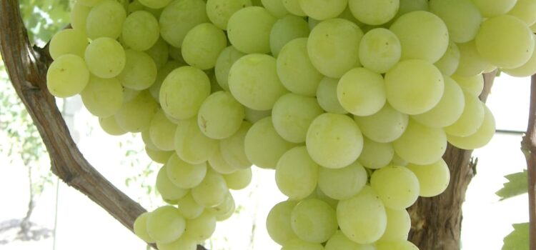 Tarija Celebra Cosecha Histórica de Uva Moscatel Impulsando Economía Regional