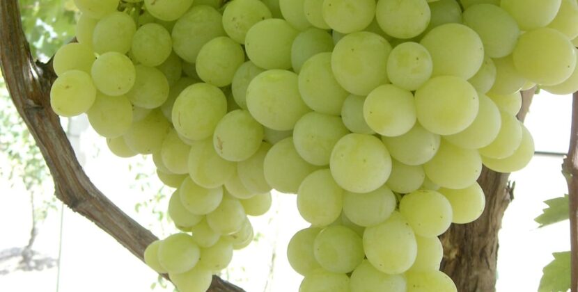 Tarija Celebra Cosecha Histórica de Uva Moscatel Impulsando Economía Regional