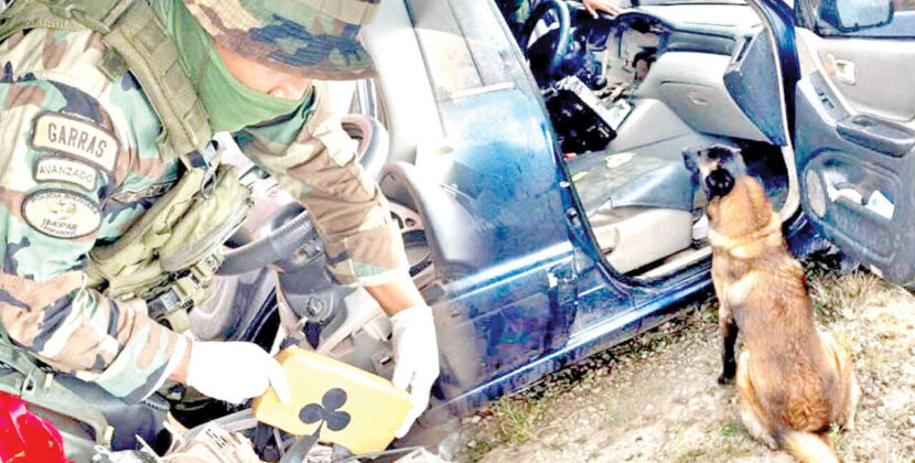 Perro antidrogas Isak halla estupefacientes ocultos en tablero de vehículo dos personas arrestadas