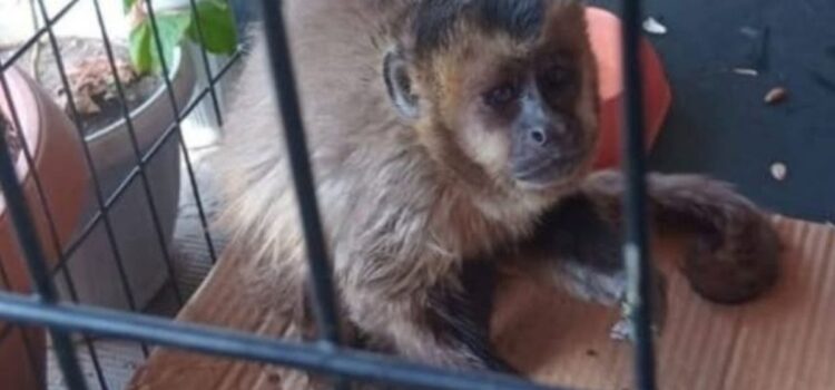 Rescate de dos monos en pleno centro de Sucre conmociona a habitantes