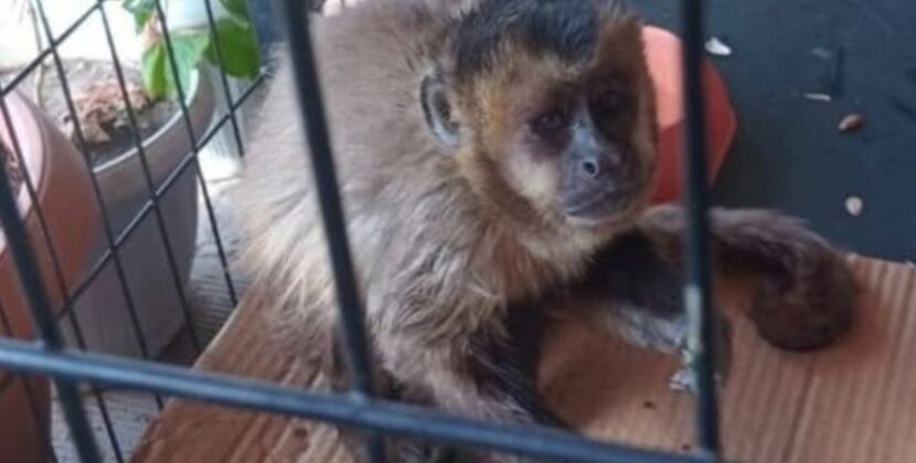 Rescate de dos monos en pleno centro de Sucre conmociona a habitantes