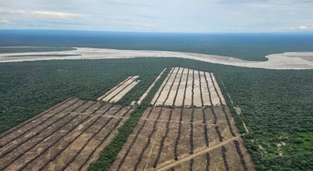 Ley de desmonte en peligro agroambiental Tribunal lanza grave advertencia