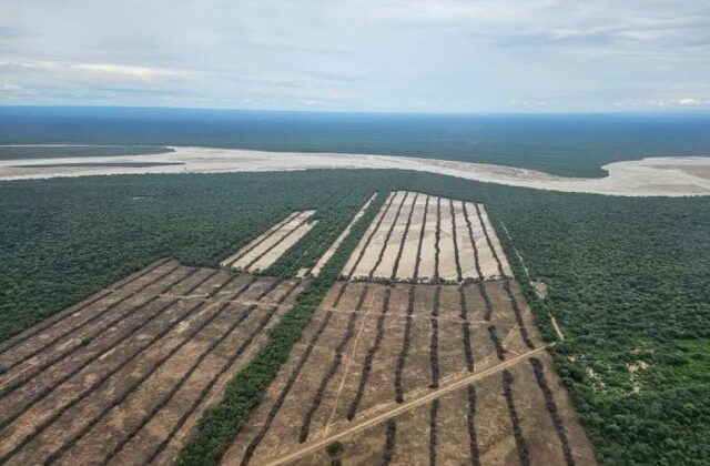 Ley de desmonte en peligro agroambiental Tribunal lanza grave advertencia