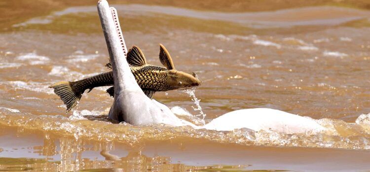 Gobernación promulga ley para proteger y conservar al bufeo amazónico