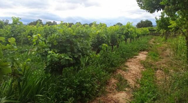 Cambio climático amenaza 1,5 millones de toneladas de uva en Tarija producción vitivinícola en peligro
