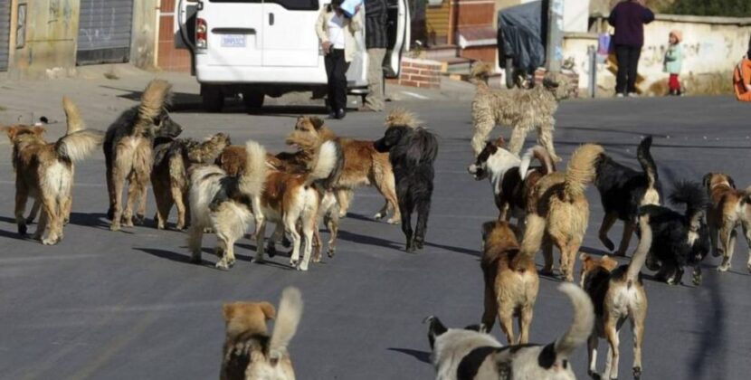 Sedes lanza campaña masiva de vacunación antirrábica para perros y gatos hasta fin de mes