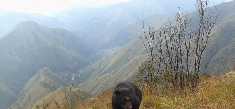 Descubren oso jucumari en Yungas encuentro inédito conmueve a conservacionistas