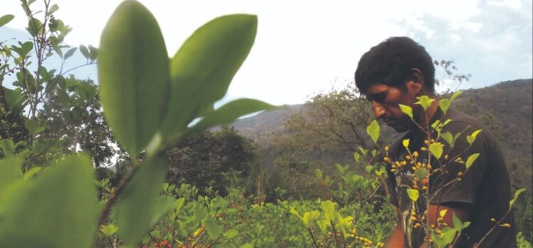 UNODC revela retraso en estudio de cultivos de coca en Tarija