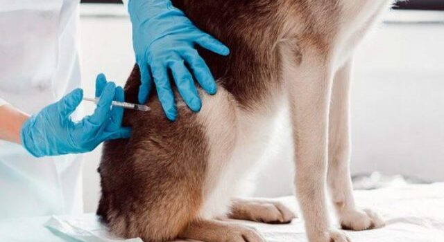 Zoonosis aplica 80 mil dosis en vacunación canina